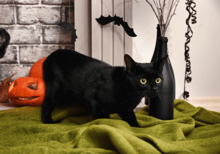 10 Items That May Be Dangerous for Cats