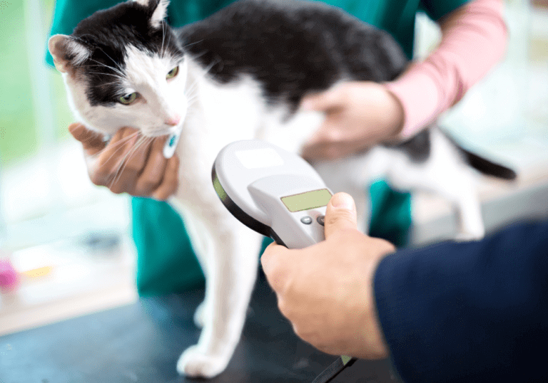 A veterinary professional using a handheld scanner to check a black and white cat for a microchip, demonstrating the quick process of permanent pet identification.