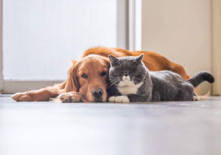 A Golden Retriever and a grey British Shorthair cat lying peacefully together on the floor, visually debunking common myths about pet behavior and showing that dogs and cats can coexist.