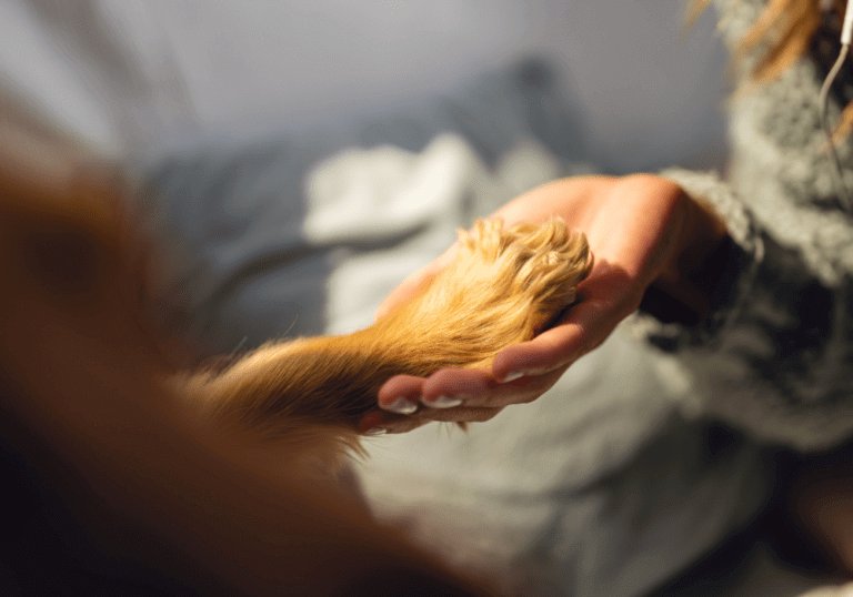 A close-up of a human hand gently holding a dog's golden paw, symbolizing the importance of preventative care and regular screening for conditions like canine diabetes.