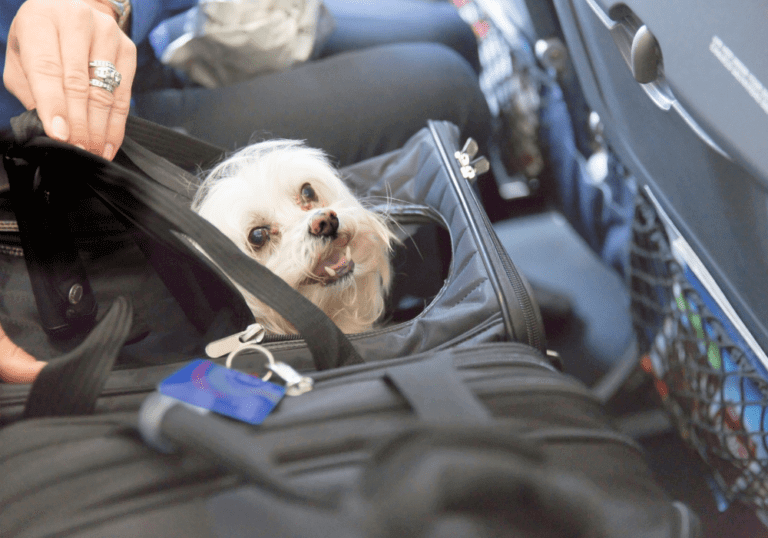 A small white dog peeking out from a soft-sided travel carrier on an airplane seat, illustrating a comprehensive guide to safe air travel and health certificates for pets.