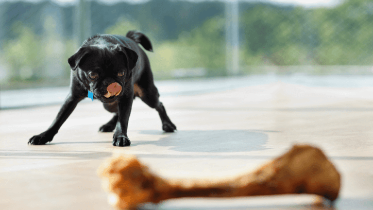 A small black dog looking eagerly at a large bone on the floor, representing the article on safety tips and benefits regarding which bones are safe for dogs to chew.