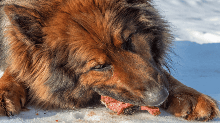 A German Shepherd eating raw meat in the snow, illustrating the discussion on canine biology and understanding whether dogs are true carnivores regarding their dietary needs.