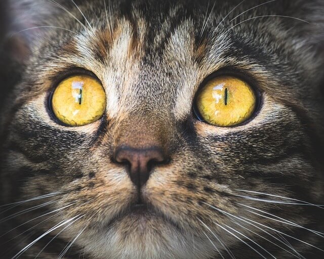 Extreme close-up of a tabby cat's face with bright amber eyes, accompanying the August newsletter topic on how spaying or neutering prevents long-term health problems in pets.