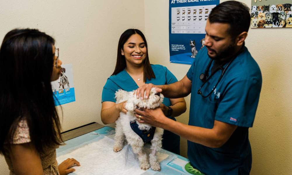 Willow Glen Pet Hospital