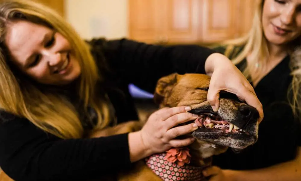 Veterinary dental examination at Willow Glen Pet Hospital, San Jose CA