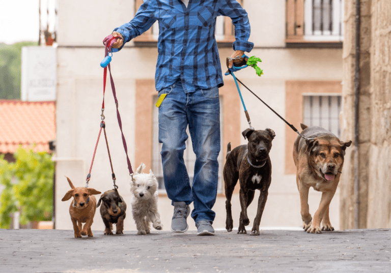 A person walking a diverse pack of dogs, including Dachshunds and mixed breeds, on leashes down a street, representing breed-specific rescue groups and adoption efforts.
