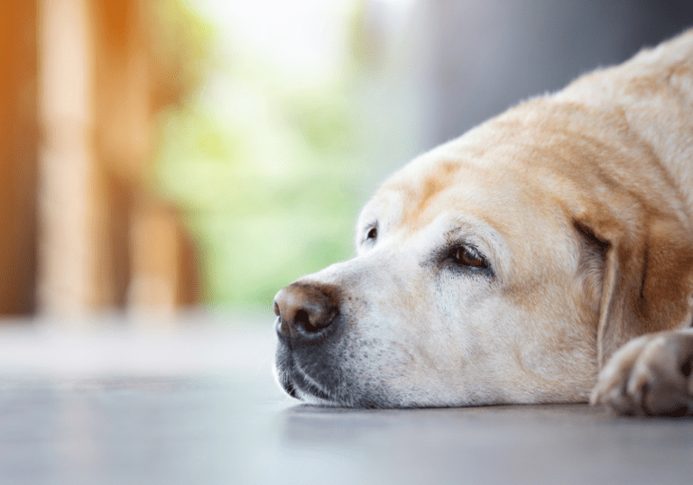 A close-up of a yellow Labrador Retriever lying on the floor looking lethargic and sad, illustrating the signs and symptoms of depression in pets that owners should watch for.