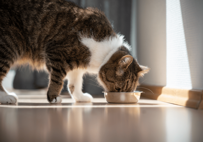 A tabby cat eating from a silver bowl in a sunlit room, accompanying a guide on how to read and understand cat food labels for proper nutrition.