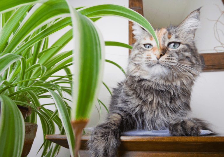 A fluffy calico cat sitting safely next to a non-toxic spider plant, representing the importance of choosing cat-safe house plants for pet owners.