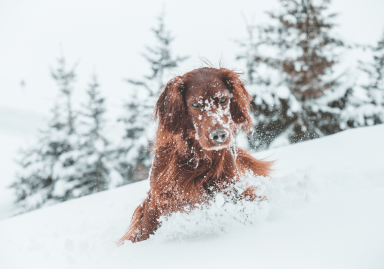 An Irish Setter dog covered in snowflakes while playing in deep snow, accompanying the guide on cold weather pet safety and hypothermia prevention.