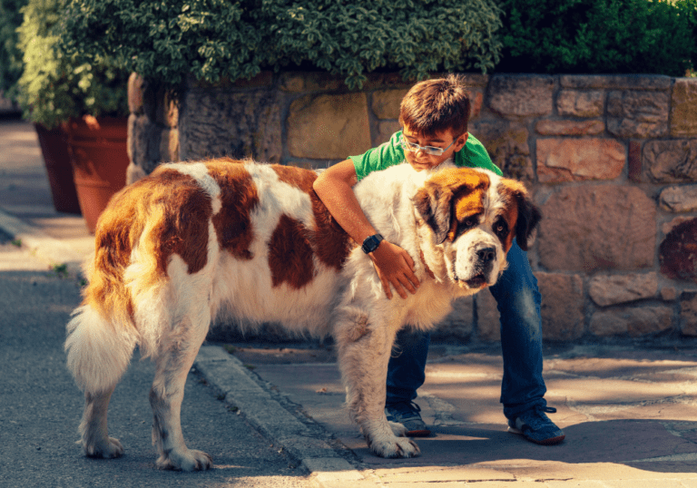 A large Saint Bernard dog standing patiently while being hugged by a young boy, visually representing the specific health care needs and common problems found in large dog breeds.