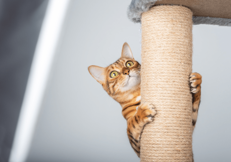 A Bengal cat actively using a sisal scratching post, showcasing how to create an enriching and stimulating home environment that cats will love.