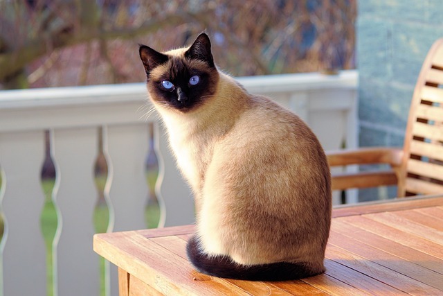 A Siamese cat with striking blue eyes sitting on a wooden table outdoors, accompanying information on how to identify grooming problems or skin issues in cats.