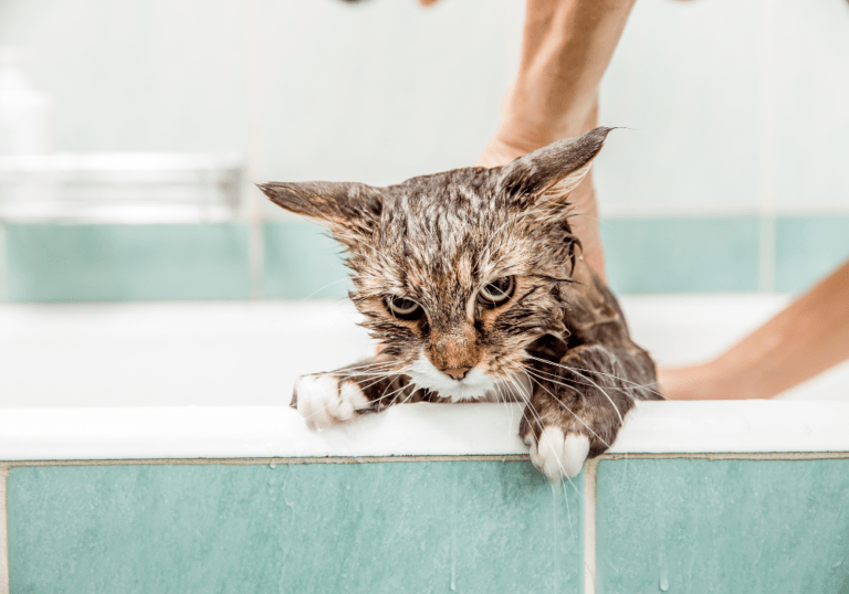 A wet cat standing in a bathtub looking unhappy, humorously illustrating the discussion on whether cats actually need baths and how to do it safely.