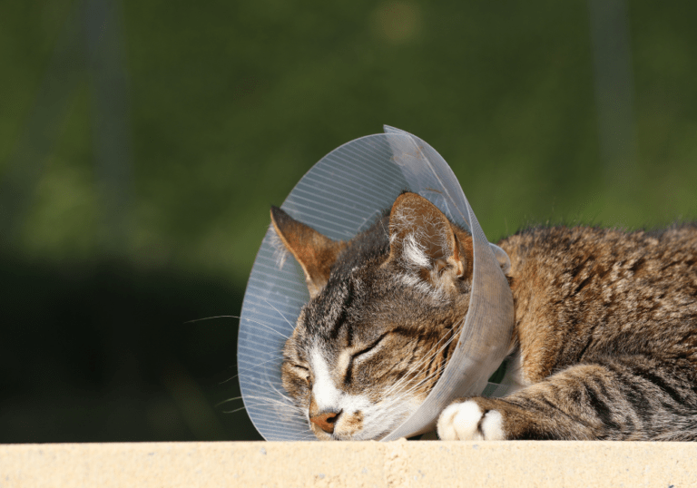 A tabby cat sleeping while wearing a plastic E-collar (cone), representing the recovery process and veterinary care required for treating pet abscesses.