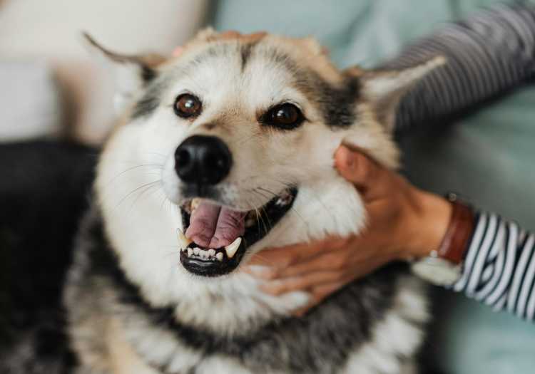 Care for Dog Allergies