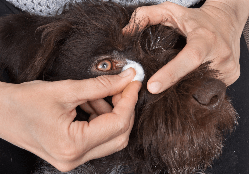 A person gently cleaning the area around a dog's eye with a cotton pad, demonstrating how to care for a dog with conjunctivitis or eye discharge.