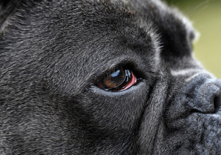 A close-up of a dark-haired dog's eye showing signs of redness and irritation, helping owners recognize symptoms of common canine eye infections.