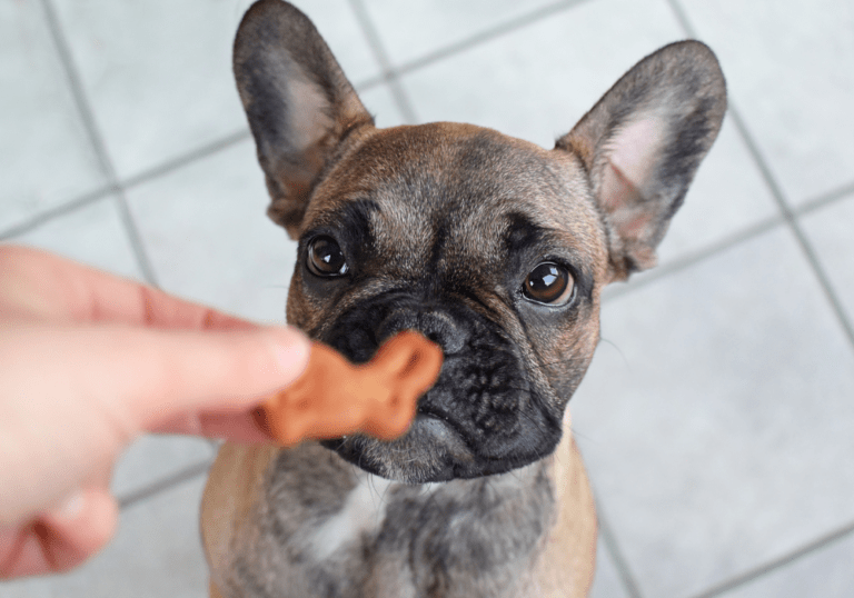 A French Bulldog looking eagerly at a bone-shaped treat held by a human hand, accompanying a guide on identifying which dog treats are unhealthy or dangerous to avoid.