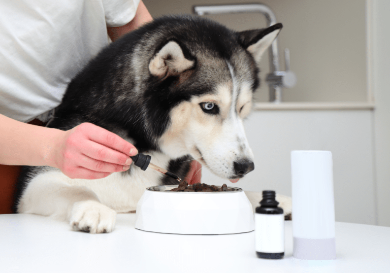 A Husky dog watching a person use a dropper to add liquid supplements to its food bowl, depicting the proper administration of canine vitamins and dietary oils.