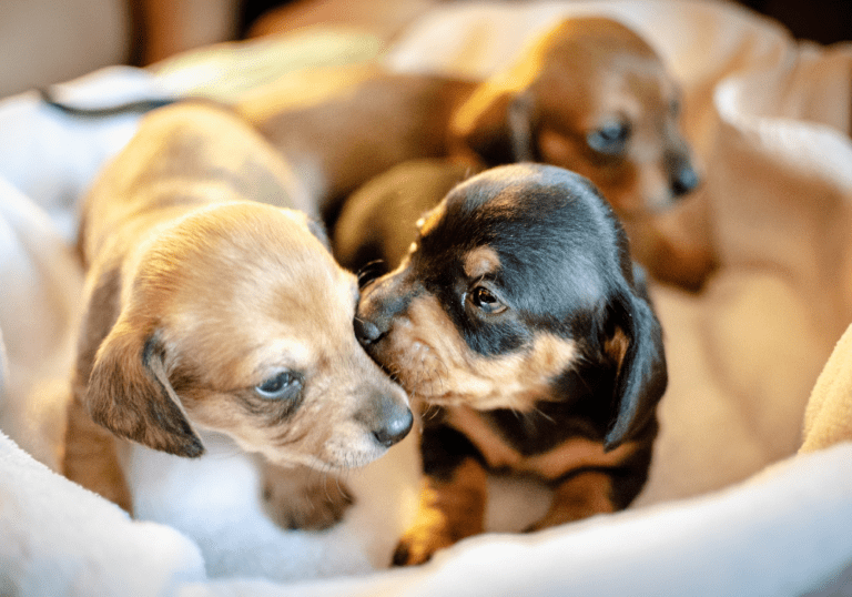 Three Dachshund puppies huddled together in a soft bed, featured in a guide about essential grooming tips and wellness care for new puppy owners.