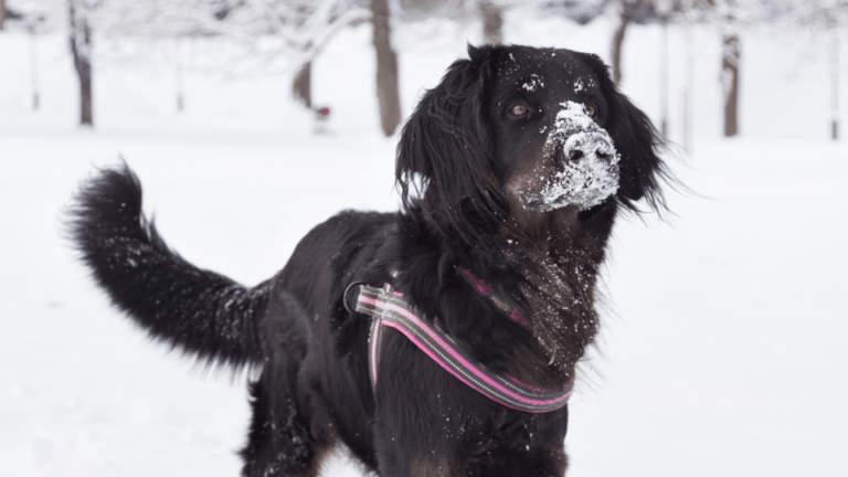 A black long-haired dog standing in a snowy field with snow on its nose, illustrating the importance of extreme cold weather safety tips and protecting pets from freezing temperatures.
