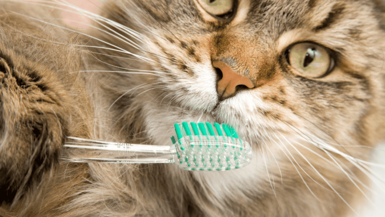 A close-up of a tabby cat having its teeth brushed with a green toothbrush, promoting National Pet Dental Health Month in February and the importance of feline oral hygiene.