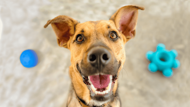 A happy brown dog looking up at the camera with blue dental chew toys nearby, celebrating National Pet Dental Health Month in February and canine dental care.
