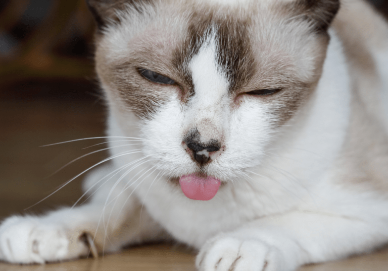 A cat sticking its tongue out with half-closed eyes, depicting the signs of oral discomfort or pain associated with feline stomatitis and gum inflammation.