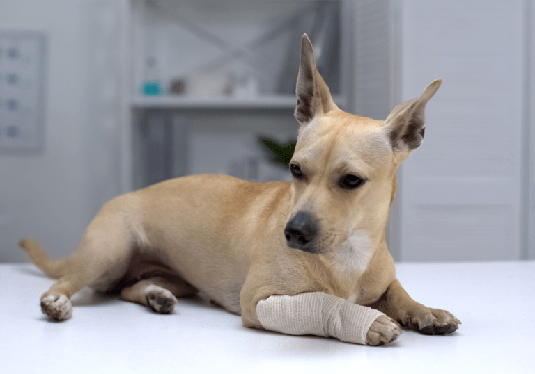 A small tan dog lying on a table with a bandage wrapped around its front leg, representing first aid basics and emergency wound care for pet owners.