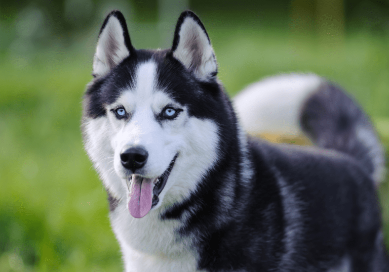 A Siberian Husky with striking blue eyes standing in a grassy field, accompanying a discussion on breed-specific traits and care ranging from Dalmatians to Huskies.