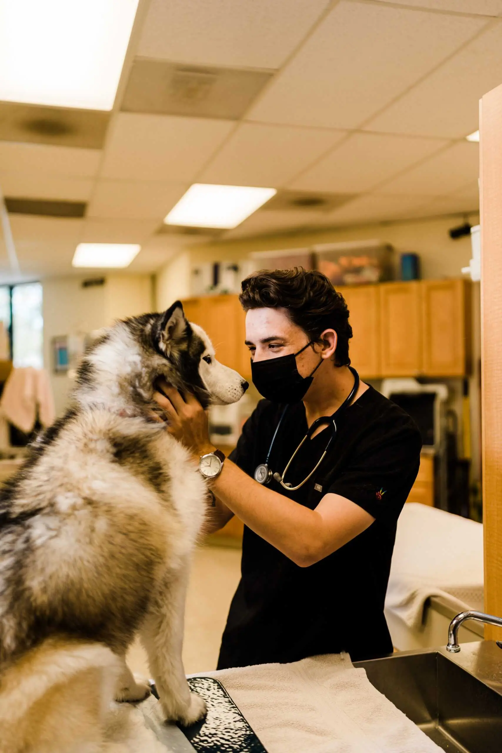 Pet exam at Willow Glen Pet Hospital San Jose CA