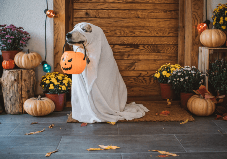 A dog dressed as a ghost holding a plastic pumpkin bucket on a porch decorated with pumpkins, visually representing Halloween safety tips to keep pets safe during the holiday.