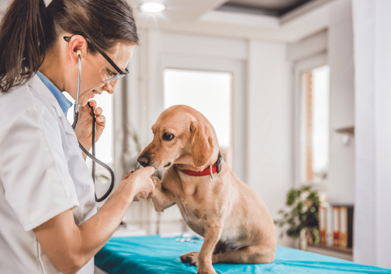 A veterinarian using a stethoscope to listen to the heart of a small brown dog on an exam table, highlighting the prevalence of heart disease in older small breed dogs.