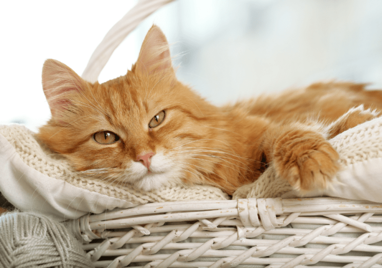 An orange tabby cat resting comfortably in a white wicker basket, accompanying an article on diagnosing, monitoring, and managing heart murmurs in cats.