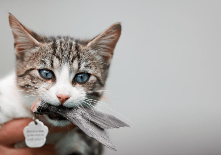 A small kitten with blue eyes holding a fish treat in its mouth, illustrating the guide on how and when to properly introduce solid food to weaning kittens.