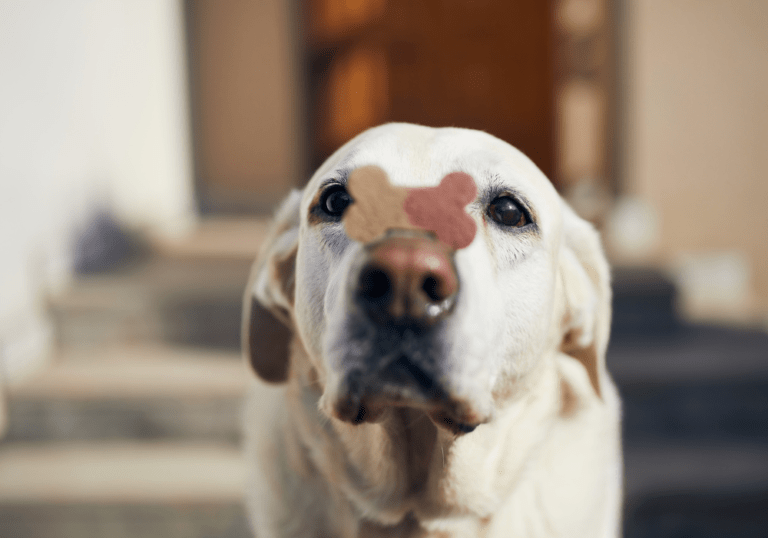 A white Labrador Retriever focusing intently on a bone-shaped treat balanced on its nose, representing the guide on portion control and how many treats a dog should have.