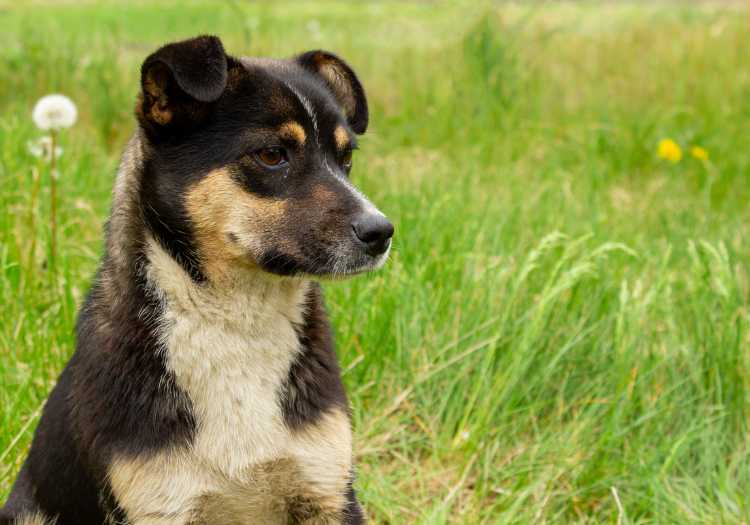 How Often Should Your Pet Receive an Examination?