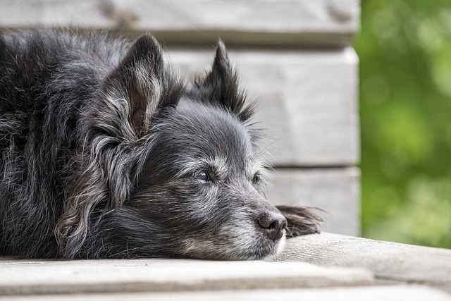 A grey-muzzled senior dog resting its head on a wooden surface, depicting the gentle care and attention required for aging and senior pets.