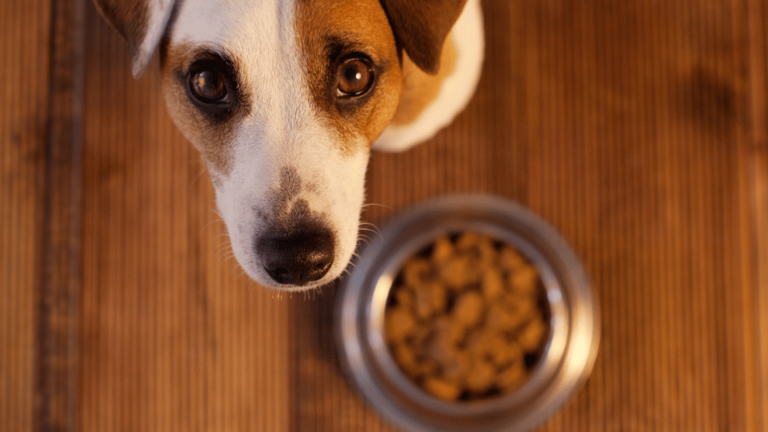 A top-down view of a Jack Russell Terrier looking up from a metal food bowl, accompanying the guide on how to design a nutritious and balanced diet for dogs.