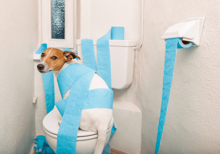 A Jack Russell Terrier sitting on a toilet seat wrapped in blue toilet paper, a humorous example of the mess that can happen if you do not pet-proof your home.