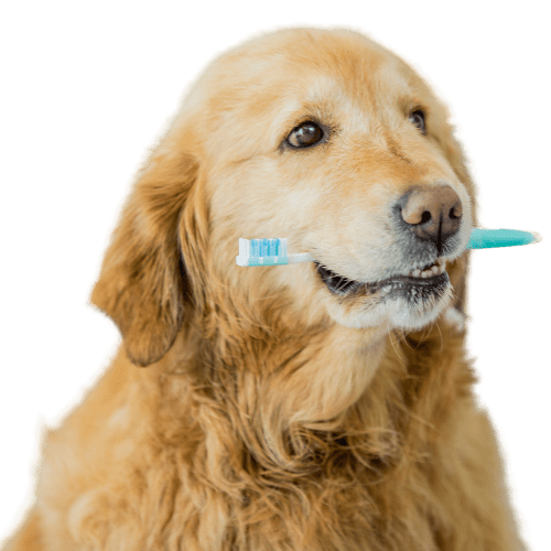 A Golden Retriever holding a blue toothbrush in its mouth, humorously illustrating the importance of dental disease prevention and oral hygiene for dogs.