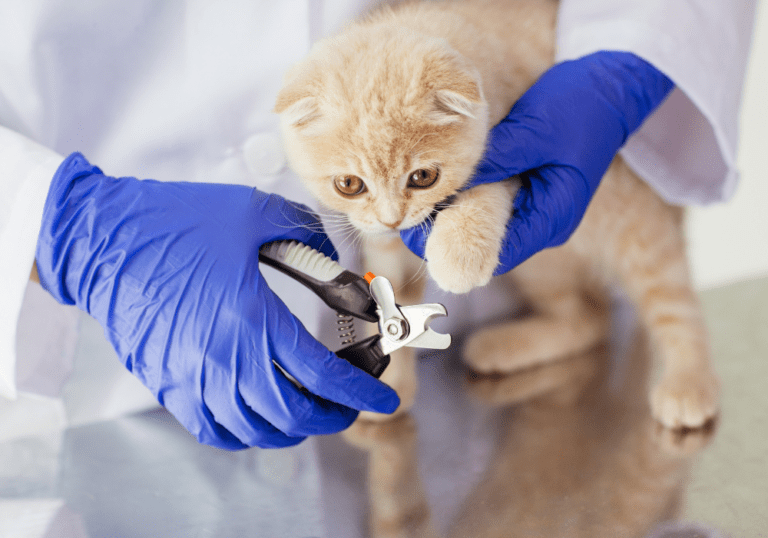 Gloved hands gently trimming a cream-colored kitten's claws with nail clippers, demonstrating the proper technique for maintaining cat nail health.