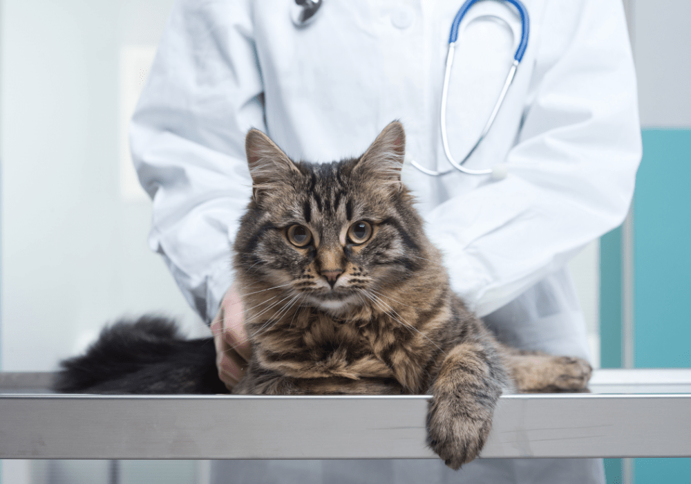 A long-haired tabby cat lying on a veterinary exam table with a doctor standing behind, illustrating the diagnosis and management of feline hyperthyroidism.