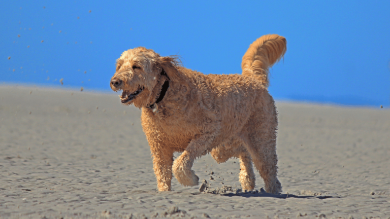 A Goldendoodle running happily on a sandy beach under a blue sky, symbolizing the vitality and health benefits of a hypoallergenic diet for dogs.