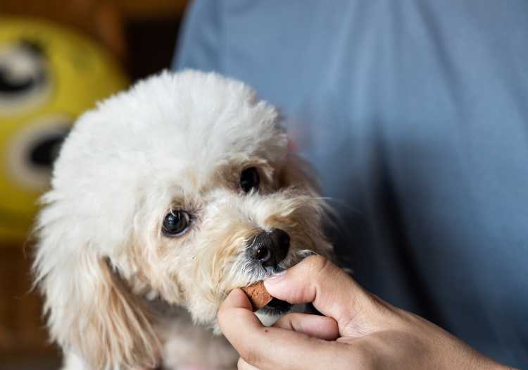 Heartworm Treatment for Dogs