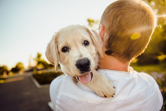 A man holding a happy yellow Labrador puppy over his shoulder in a sunny outdoor setting, representing the socialization benefits discussed in the newsletter about pet daycare services.
