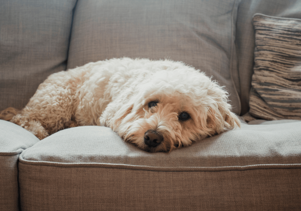 A lethargic, curly-haired light brown dog lying comfortably on a grey sofa, illustrating common symptoms of kidney disease in dogs such as fatigue and listlessness.