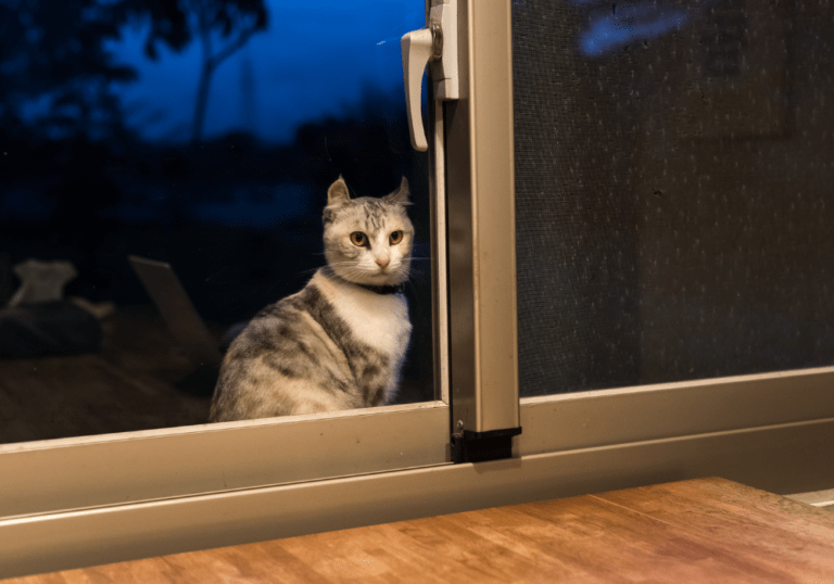 A cat sitting on a window sill at dusk looking in through the glass, representing the article on understanding and managing a cat's night-time activity and behavior.